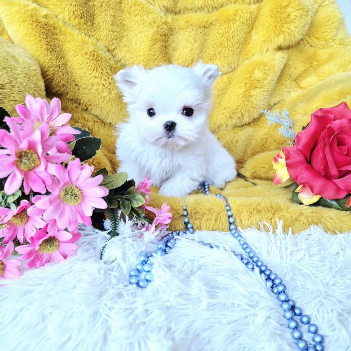 Śliczny Malutki Maltańczyk XXS