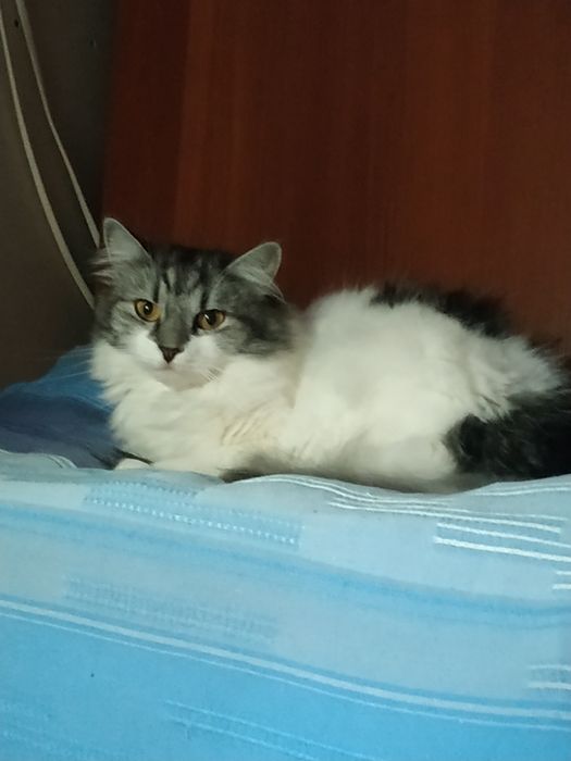 Кошечка шукає люблячу родиру