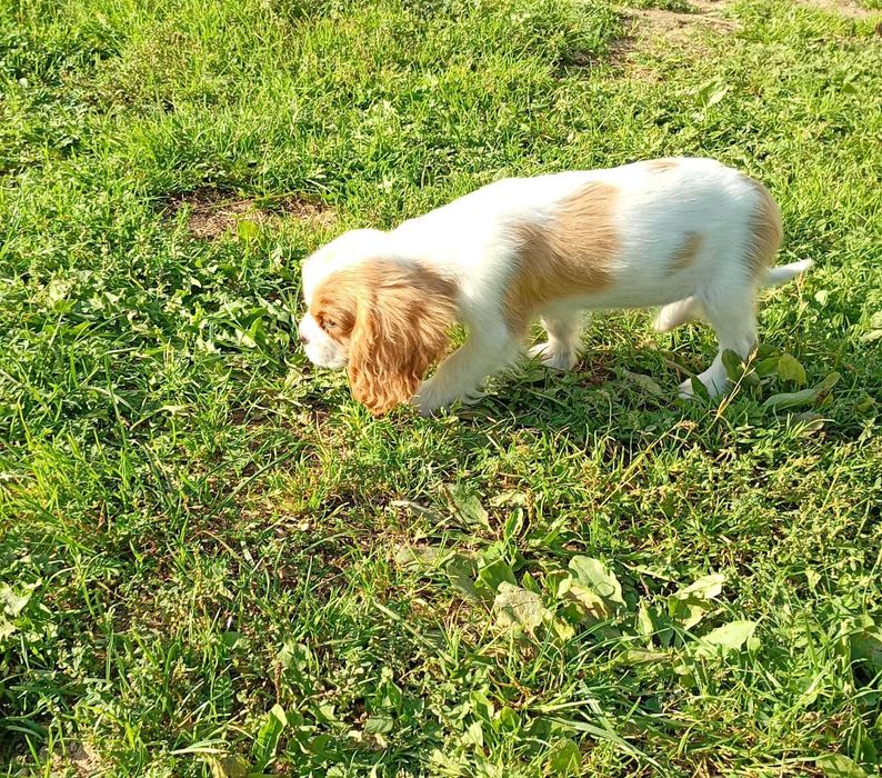 Cavalier King Charles Spaniel piesek