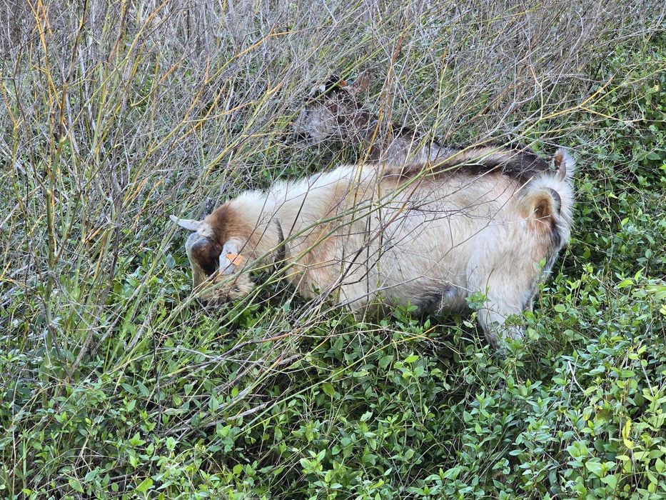 Bode raça Serpentina de reprodução