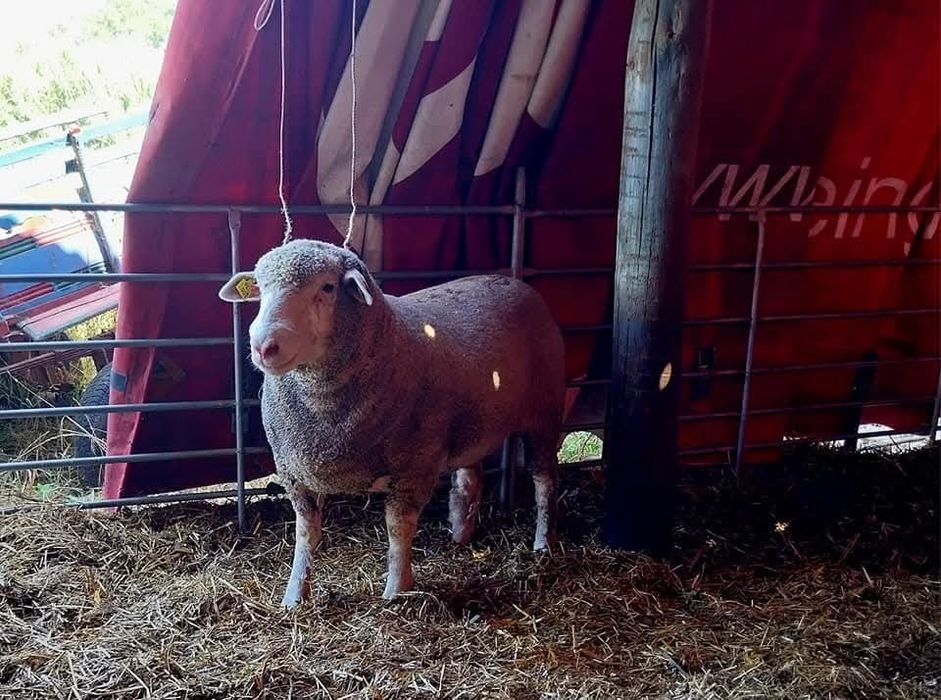 Ovinos Ile de France