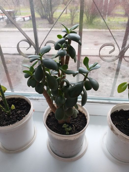 Денежное дерево. Толстянка. Крассула. Комнатные цветы.