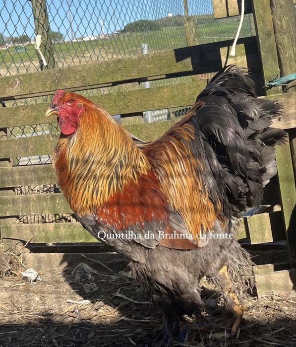 Brahma perdiz dourado / azul