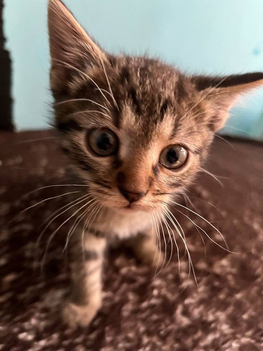 віддам кошенят 3 місяці