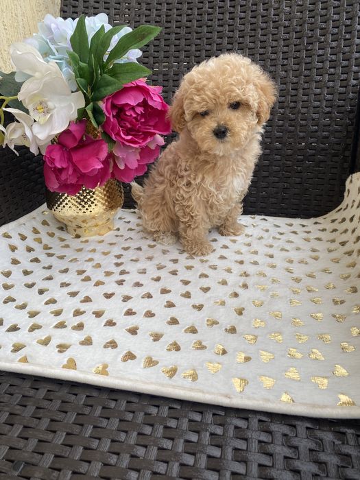 Мальтіпу мікро і міні