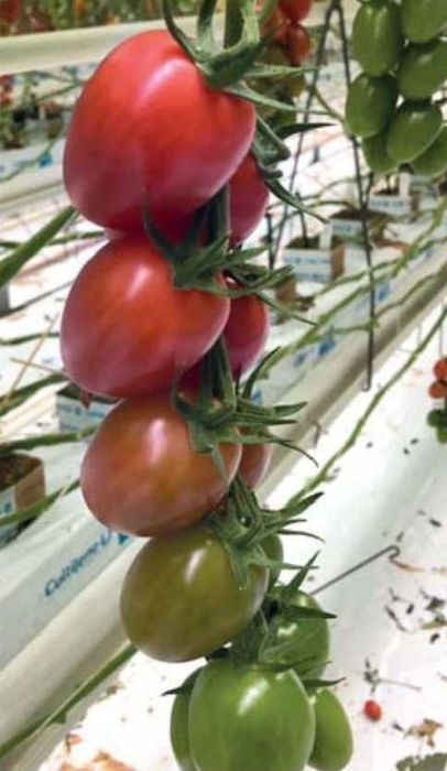 Nasiona pomidorów Holenderskich