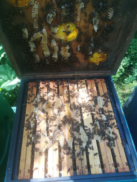 Odkłady pszczele silne, rodziny Łódź, Zgierz