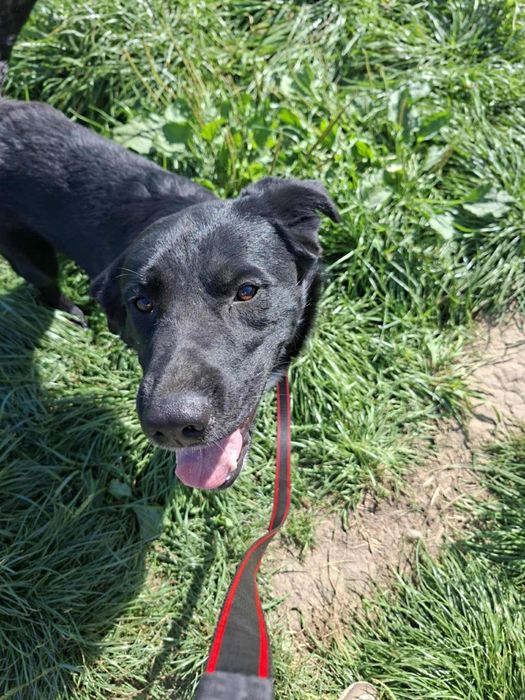 Oddam za darmo, do adopcji- Uroczy Ogonek szuka domu
