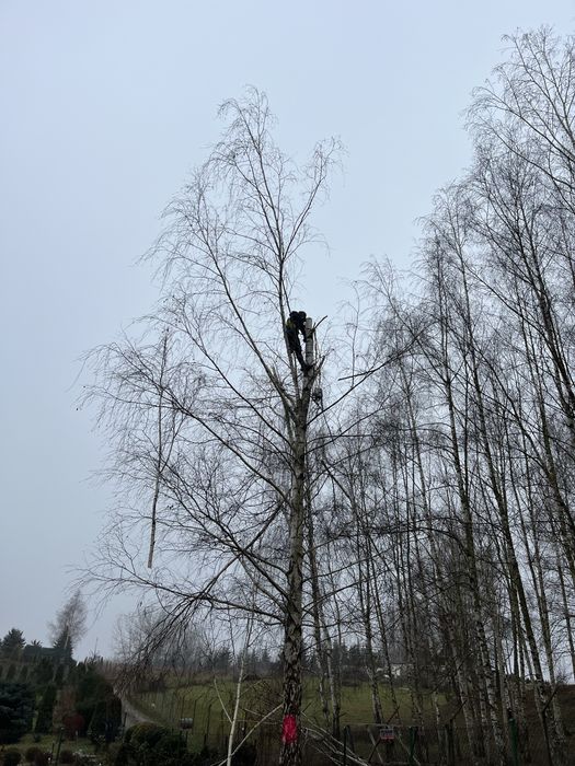 Wycinka drzew rebak łuparka frezarka