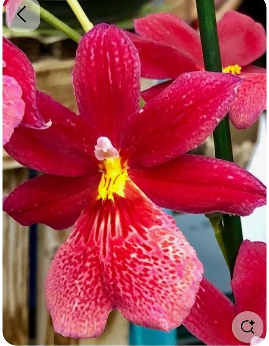 Орхідея Камбрія Colmonara White Lip і Камбрія Nelly Isler