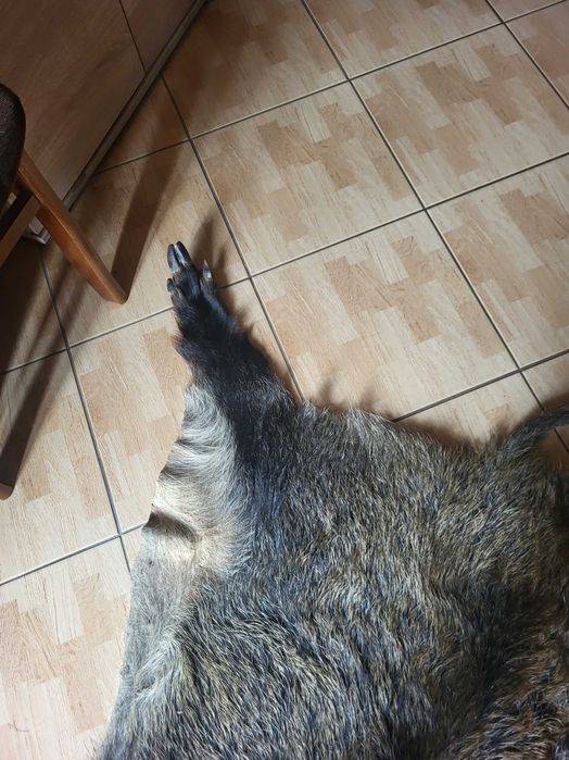 Skóra z dzika z racicami i uszkami