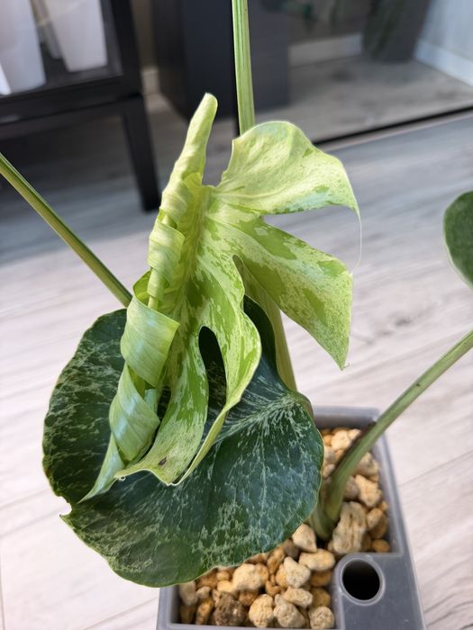 Monstera Bulbasaur