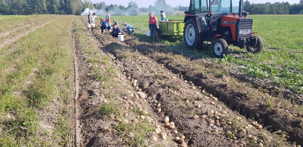 Ziemniaki bez oprysków Soraya Jurek i Gwiazdy 18 zł/15kg