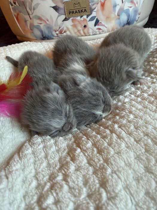 Miot” O „Kropla Oceanu *PL Shk/WCF