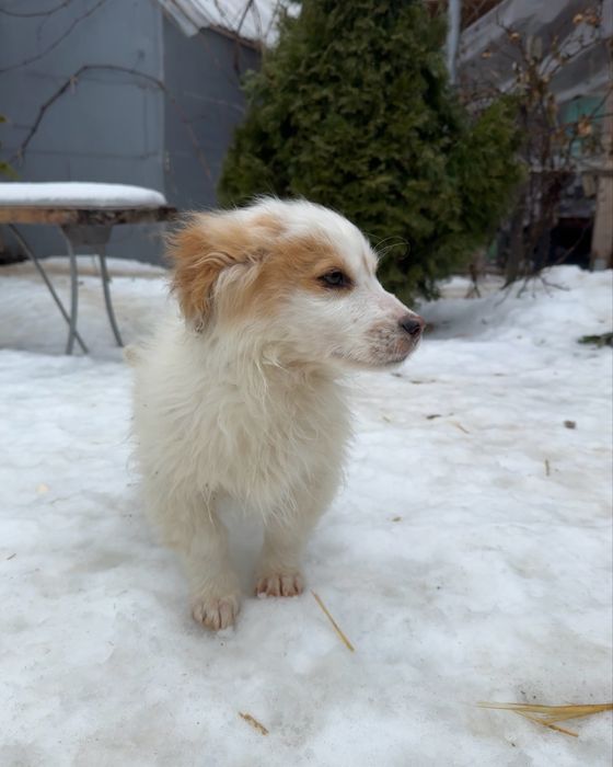 Цуценя - хлопчик