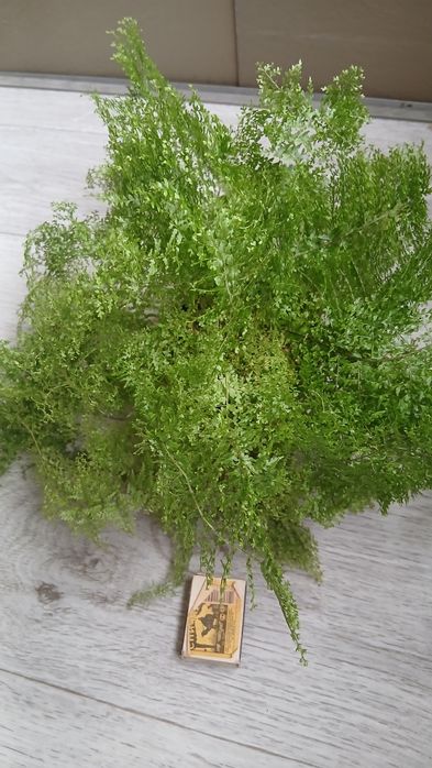 Папортник  кучерявый