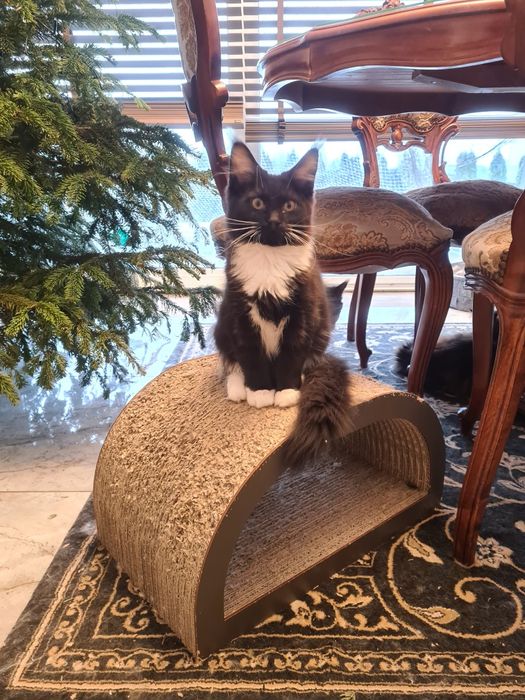 Czarny,  kocurek z białą kryzą