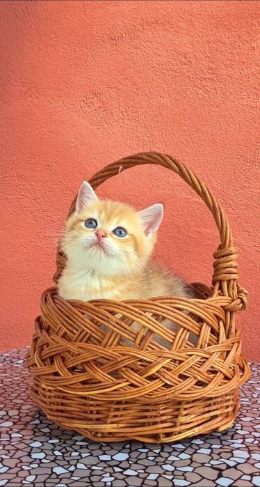 Золотая шиншилла мальчик