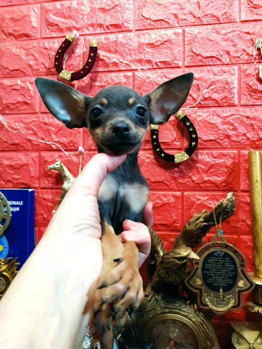 Эксклюзивная голубо-подпалая мини девочка отЧемпионов! КСУ,чип,привита