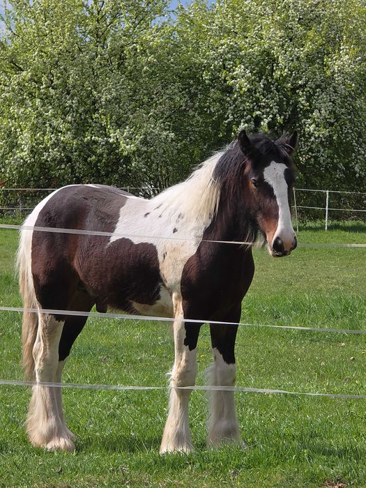 Irish Cob Ogierek