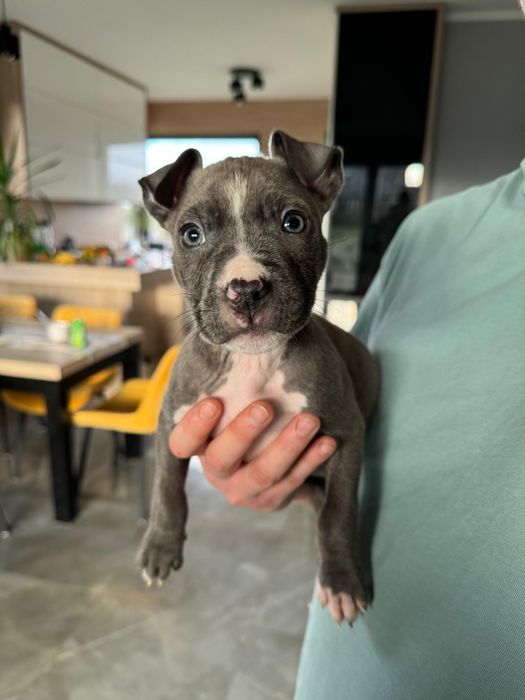 Suczka American Staffordshire Terrier(amstaff) blue