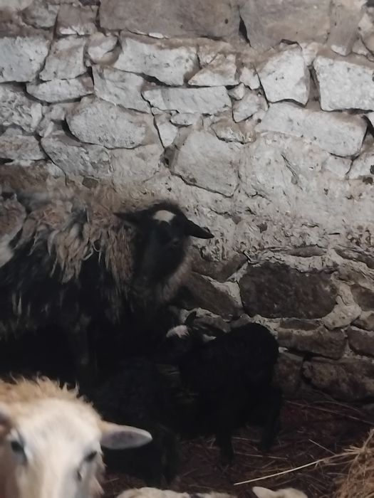 Продам овець романівських