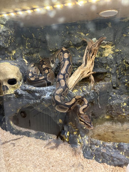 Wąż nie zbożowy za darmo 6 lat