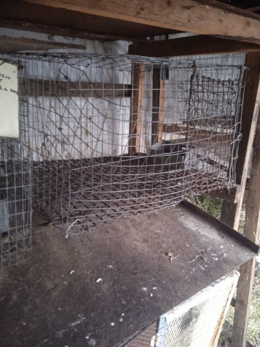 Клітки для кролів