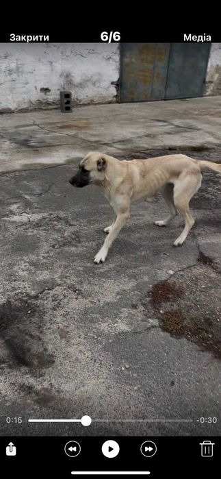 Продам Кангал дівчинка