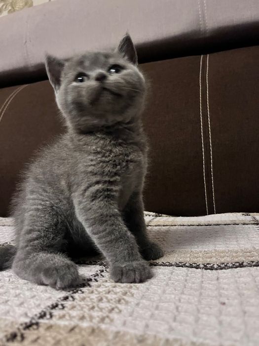 Британські кошеня