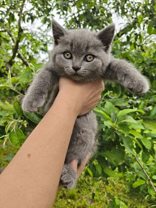 Котики Британці шукають люблячу родину