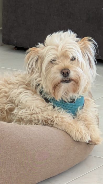 Estadia familiar para cães / Quinta do Conde