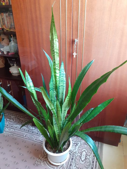 растение "тещин язык" сансевиерия