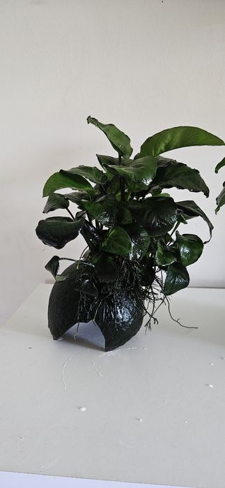 Roslina akwariowa Anubias