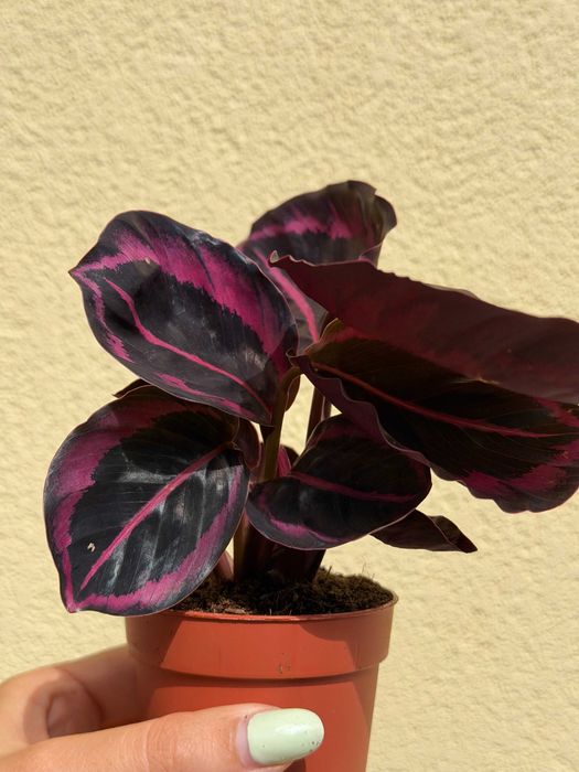 Planta Calathea