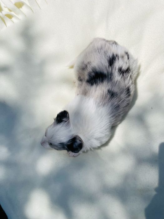 Border collie / blue merle / szczeniak/ suczka / rodowód