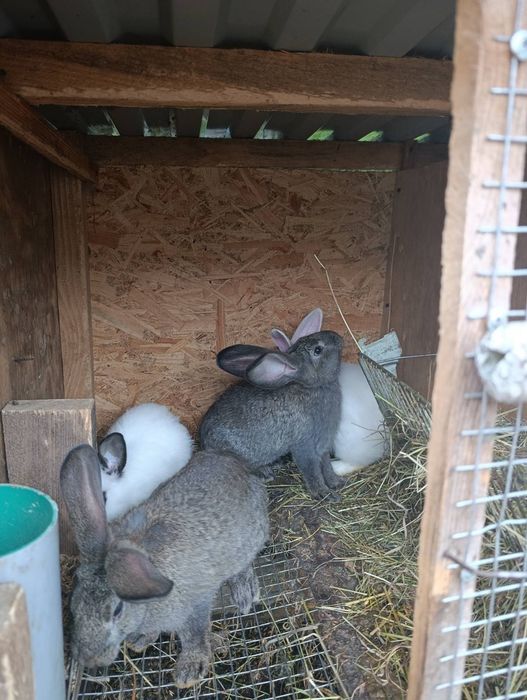 Продаються кролі