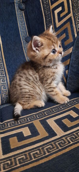 Золотой котик  чистокровный шотландский