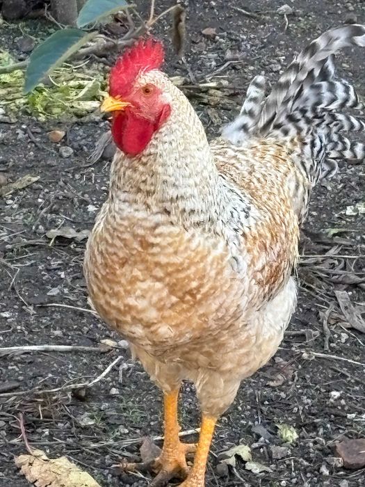 Galo (criado ao ar livre)