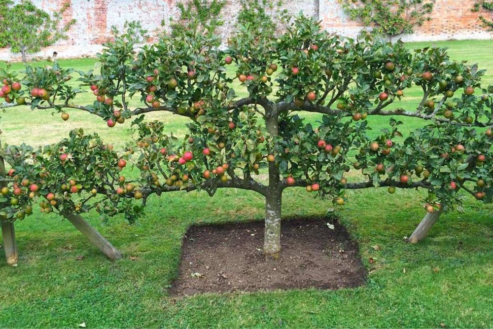 Професійна обрізка саду