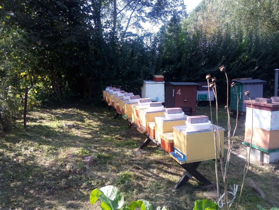 Przezimowane Pszczoły , odkłady , rodziny pszczele 2026