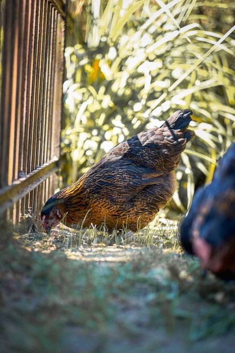 Młode kury nioski ROSA - 14-22 tygodnie