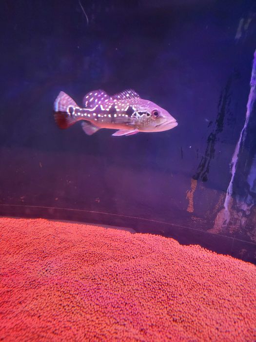 Gurami Red tail 15cm