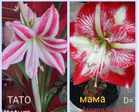 Амараліс / Гіпеаструм