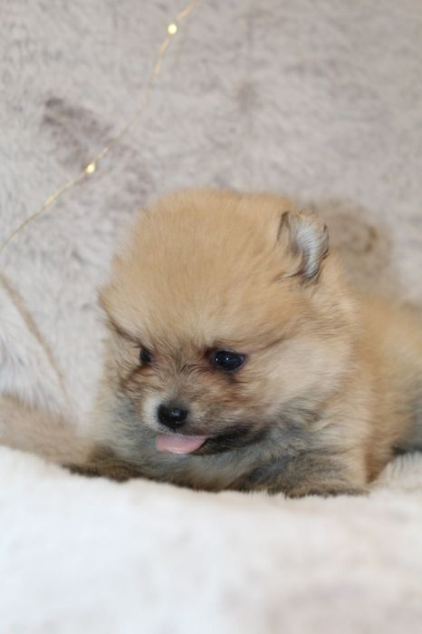 Супер міні шпіцулі