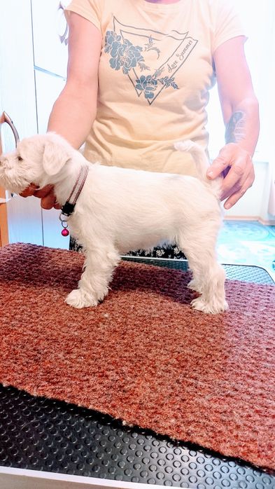 Sprzedam Sznaucer miniaturowy Biały FCI