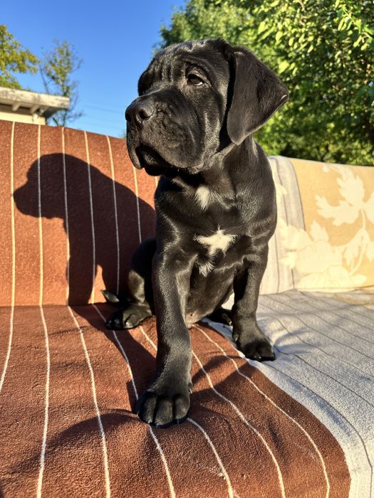 Племінний щенок Кане Корсо, чорний хлопчик 2,5міс