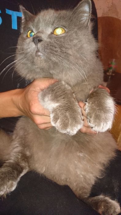 Кот на вязку прямоушка
