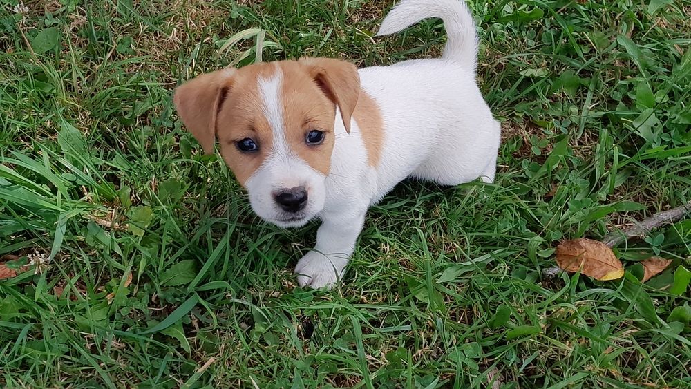 Jack Russell Terrier