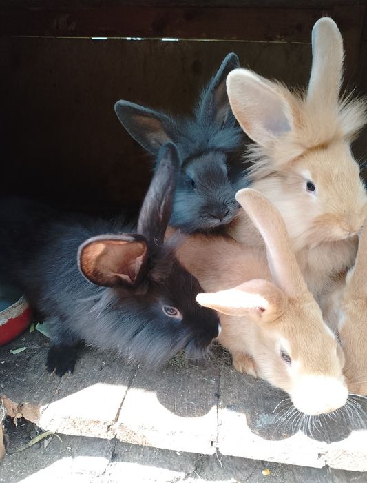 Продаж кролі-молодняк.